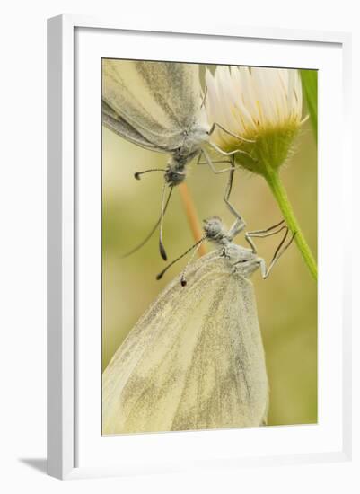 Wood White Butterflies, Two, Mating, Close-Up-Harald Kroiss-Framed Photographic Print