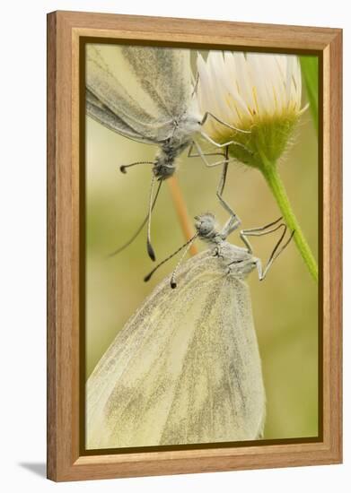 Wood White Butterflies, Two, Mating, Close-Up-Harald Kroiss-Framed Premier Image Canvas