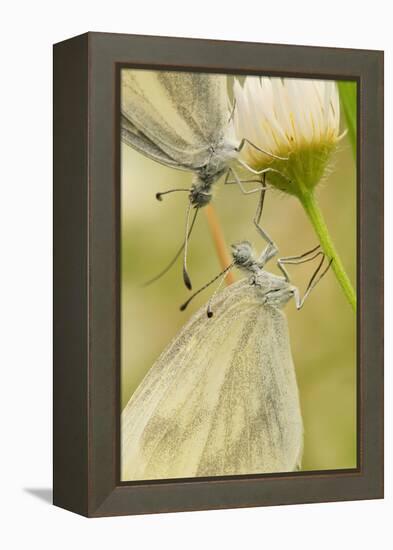 Wood White Butterflies, Two, Mating, Close-Up-Harald Kroiss-Framed Premier Image Canvas