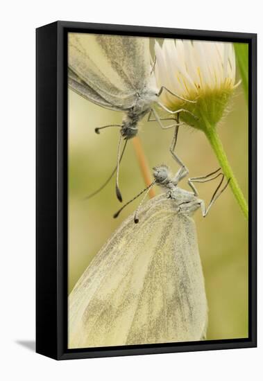 Wood White Butterflies, Two, Mating, Close-Up-Harald Kroiss-Framed Premier Image Canvas