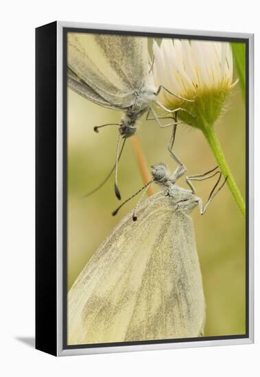 Wood White Butterflies, Two, Mating, Close-Up-Harald Kroiss-Framed Premier Image Canvas