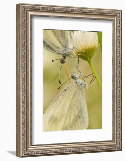 Wood White Butterflies, Two, Mating, Close-Up-Harald Kroiss-Framed Photographic Print