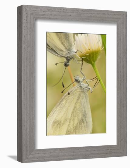 Wood White Butterflies, Two, Mating, Close-Up-Harald Kroiss-Framed Photographic Print