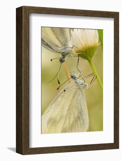 Wood White Butterflies, Two, Mating, Close-Up-Harald Kroiss-Framed Photographic Print