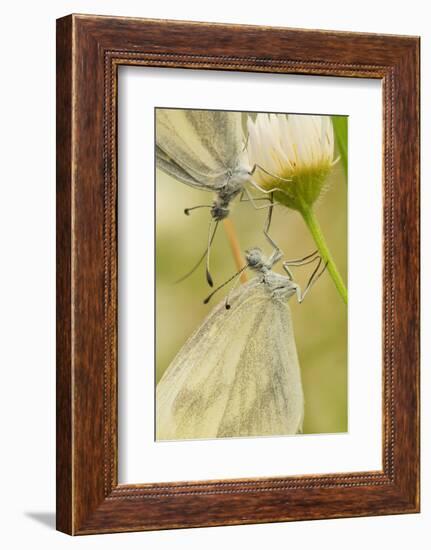 Wood White Butterflies, Two, Mating, Close-Up-Harald Kroiss-Framed Photographic Print