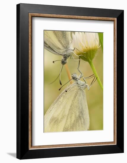 Wood White Butterflies, Two, Mating, Close-Up-Harald Kroiss-Framed Photographic Print