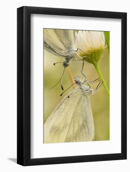 Wood White Butterflies, Two, Mating, Close-Up-Harald Kroiss-Framed Photographic Print