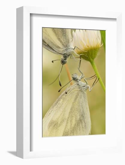 Wood White Butterflies, Two, Mating, Close-Up-Harald Kroiss-Framed Photographic Print