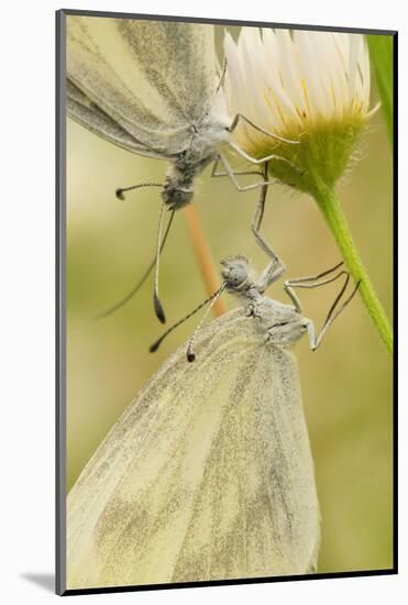 Wood White Butterflies, Two, Mating, Close-Up-Harald Kroiss-Mounted Photographic Print
