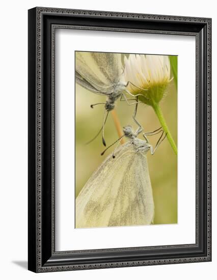 Wood White Butterflies, Two, Mating, Close-Up-Harald Kroiss-Framed Photographic Print