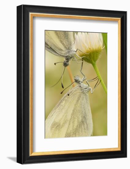 Wood White Butterflies, Two, Mating, Close-Up-Harald Kroiss-Framed Photographic Print