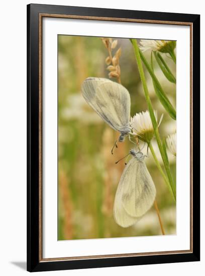 Wood White Butterflies, Two, Mating-Harald Kroiss-Framed Photographic Print