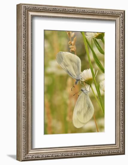 Wood White Butterflies, Two, Mating-Harald Kroiss-Framed Photographic Print
