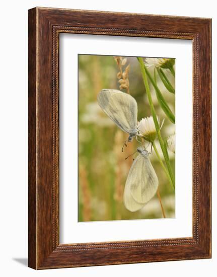 Wood White Butterflies, Two, Mating-Harald Kroiss-Framed Photographic Print