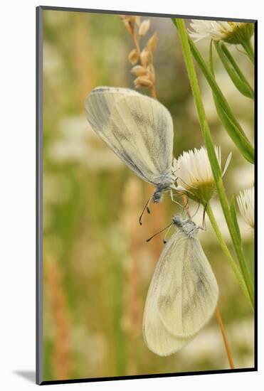 Wood White Butterflies, Two, Mating-Harald Kroiss-Mounted Photographic Print