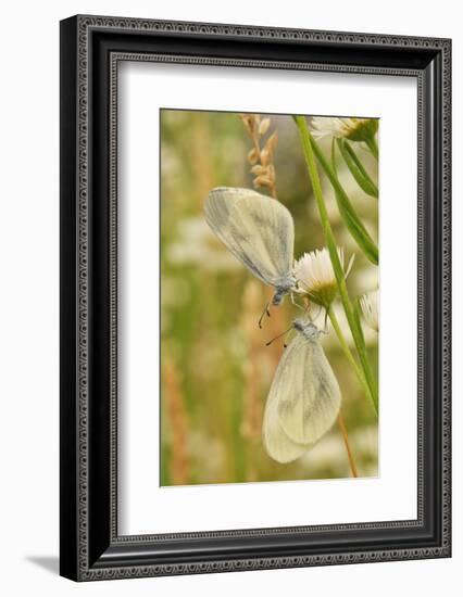 Wood White Butterflies, Two, Mating-Harald Kroiss-Framed Photographic Print