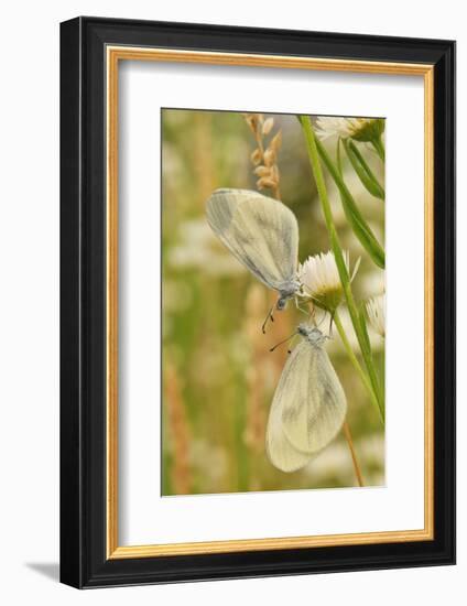 Wood White Butterflies, Two, Mating-Harald Kroiss-Framed Photographic Print