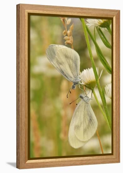 Wood White Butterflies, Two, Mating-Harald Kroiss-Framed Premier Image Canvas