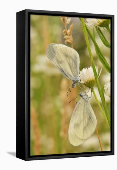Wood White Butterflies, Two, Mating-Harald Kroiss-Framed Premier Image Canvas