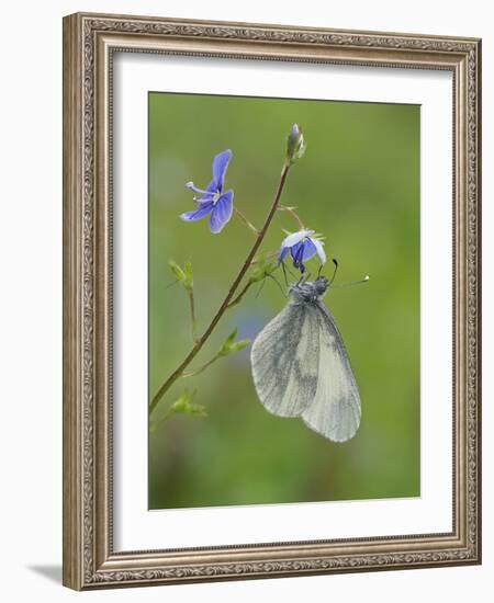 Wood White butterfly on Germander Speedwell, Surrey, England, UK, May-Andy Sands-Framed Photographic Print