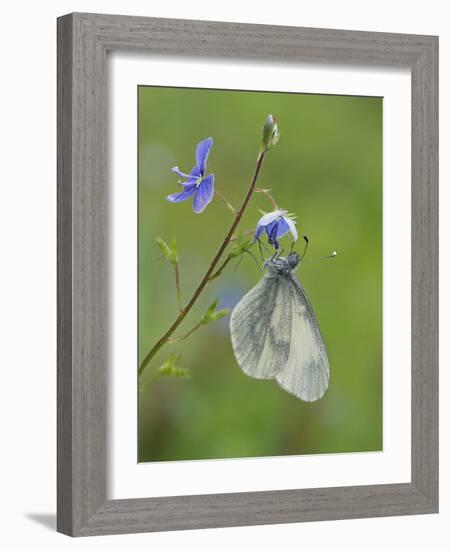 Wood White butterfly on Germander Speedwell, Surrey, England, UK, May-Andy Sands-Framed Photographic Print