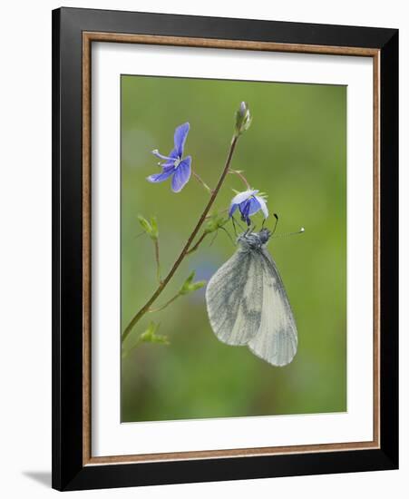 Wood White butterfly on Germander Speedwell, Surrey, England, UK, May-Andy Sands-Framed Photographic Print
