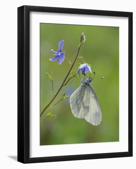 Wood White butterfly on Germander Speedwell, Surrey, England, UK, May-Andy Sands-Framed Photographic Print