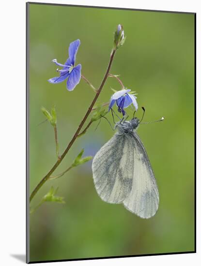 Wood White butterfly on Germander Speedwell, Surrey, England, UK, May-Andy Sands-Mounted Photographic Print