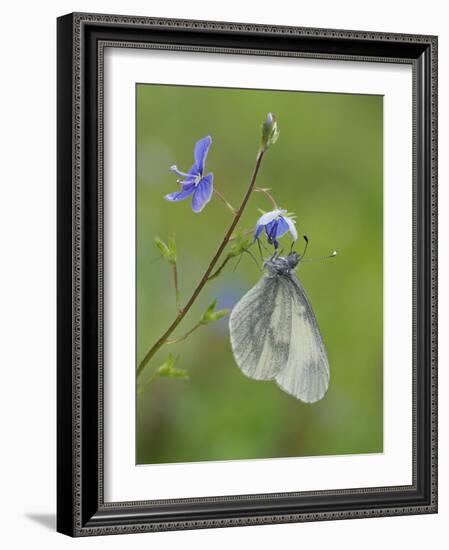 Wood White butterfly on Germander Speedwell, Surrey, England, UK, May-Andy Sands-Framed Photographic Print