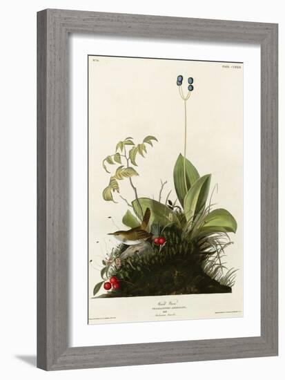 Wood Wren-null-Framed Giclee Print