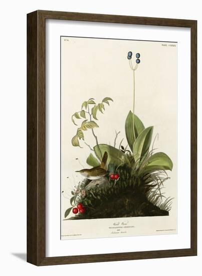 Wood Wren-null-Framed Giclee Print