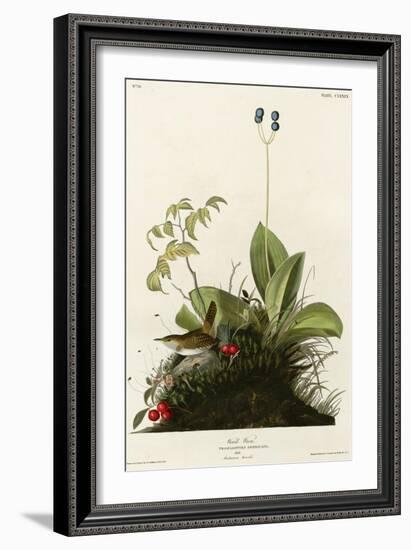 Wood Wren-null-Framed Giclee Print