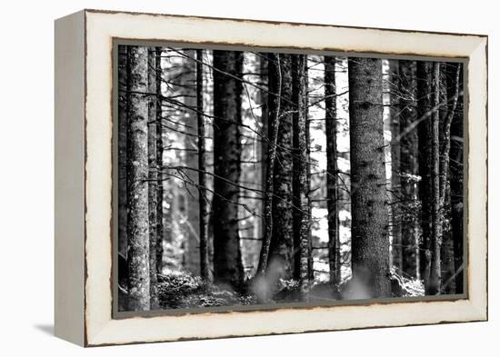 Wood-Jule Leibnitz-Framed Premier Image Canvas