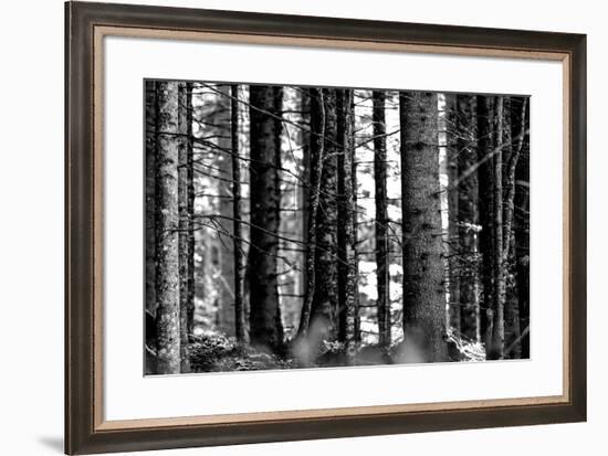 Wood-Jule Leibnitz-Framed Photographic Print