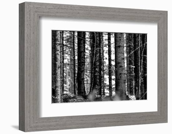 Wood-Jule Leibnitz-Framed Photographic Print