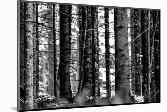 Wood-Jule Leibnitz-Mounted Photographic Print