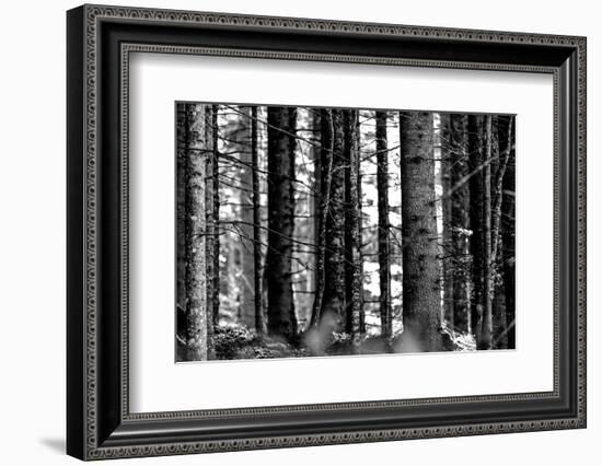 Wood-Jule Leibnitz-Framed Photographic Print