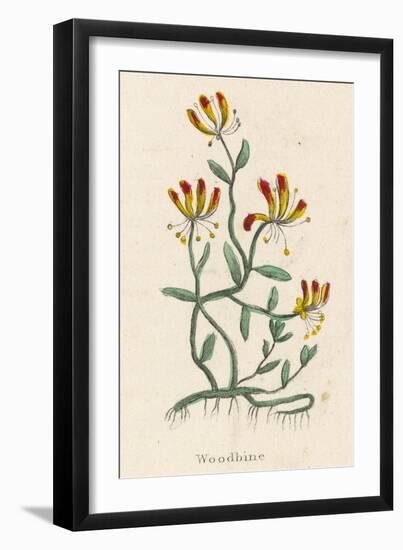 Woodbine or Common Honeysuckle-null-Framed Art Print