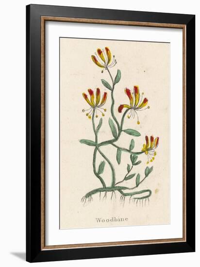 Woodbine or Common Honeysuckle-null-Framed Art Print