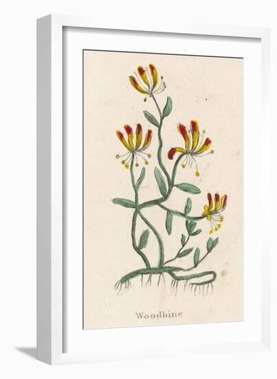 Woodbine or Common Honeysuckle-null-Framed Art Print