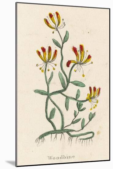 Woodbine or Common Honeysuckle-null-Mounted Art Print