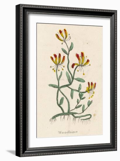 Woodbine or Common Honeysuckle-null-Framed Art Print