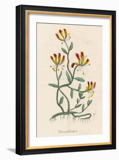 Woodbine or Common Honeysuckle-null-Framed Art Print