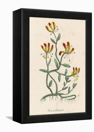 Woodbine or Common Honeysuckle-null-Framed Stretched Canvas