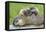 Woodchuck Family-W. Perry Conway-Framed Premier Image Canvas
