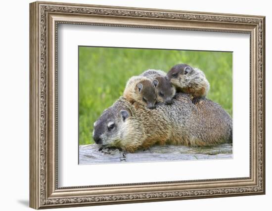 Woodchuck Family-W. Perry Conway-Framed Photographic Print