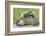 Woodchuck Family-W. Perry Conway-Framed Photographic Print