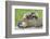 Woodchuck Family-W. Perry Conway-Framed Photographic Print