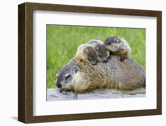 Woodchuck Family-W. Perry Conway-Framed Photographic Print