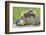 Woodchuck Family-W. Perry Conway-Framed Photographic Print